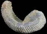 Cretaceous Fossil Oyster (Rastellum) - Madagascar #54484-1